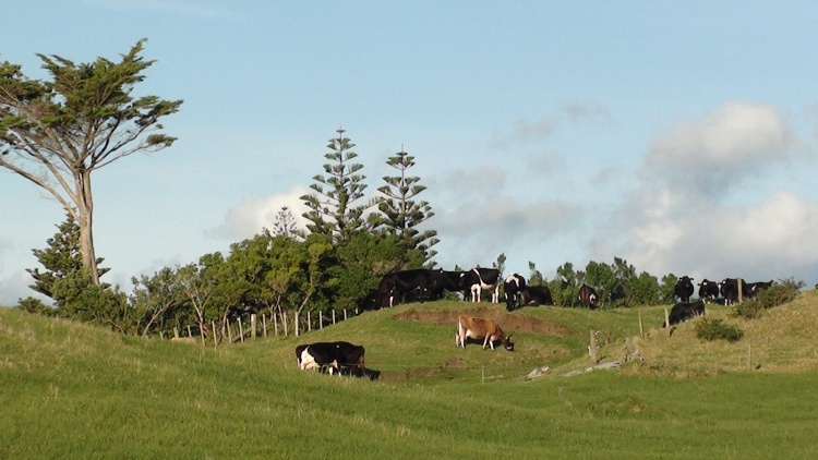 Vaci in Noua Zeelanda